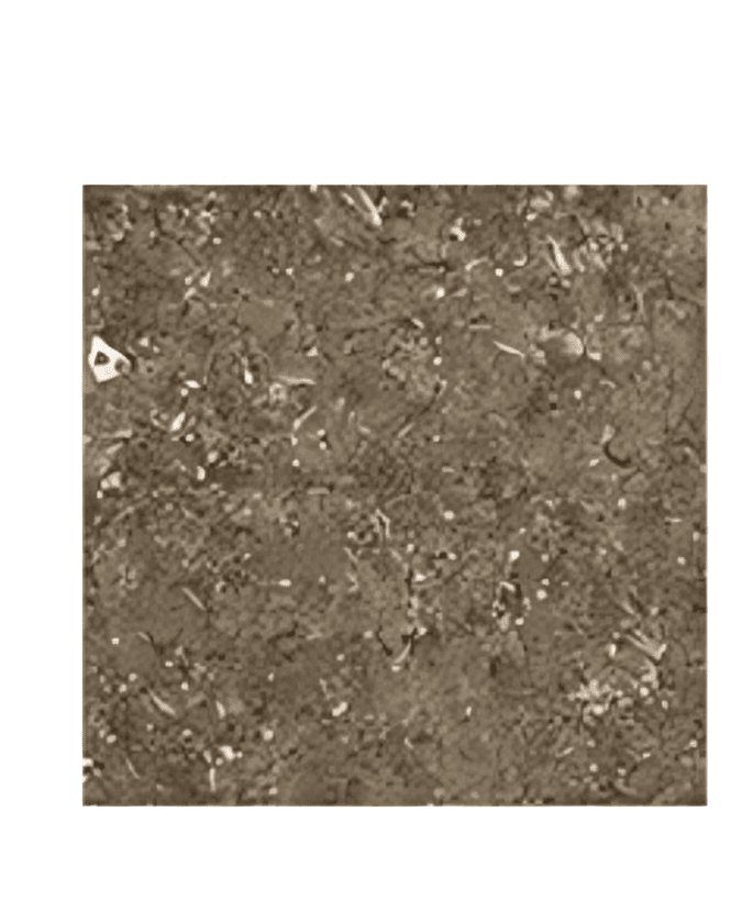 Canerium Lime Tiles